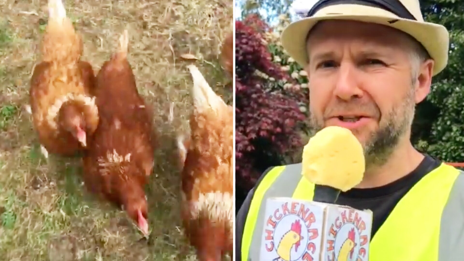 This man and his game of chicken rugby that is taking the internet by storm