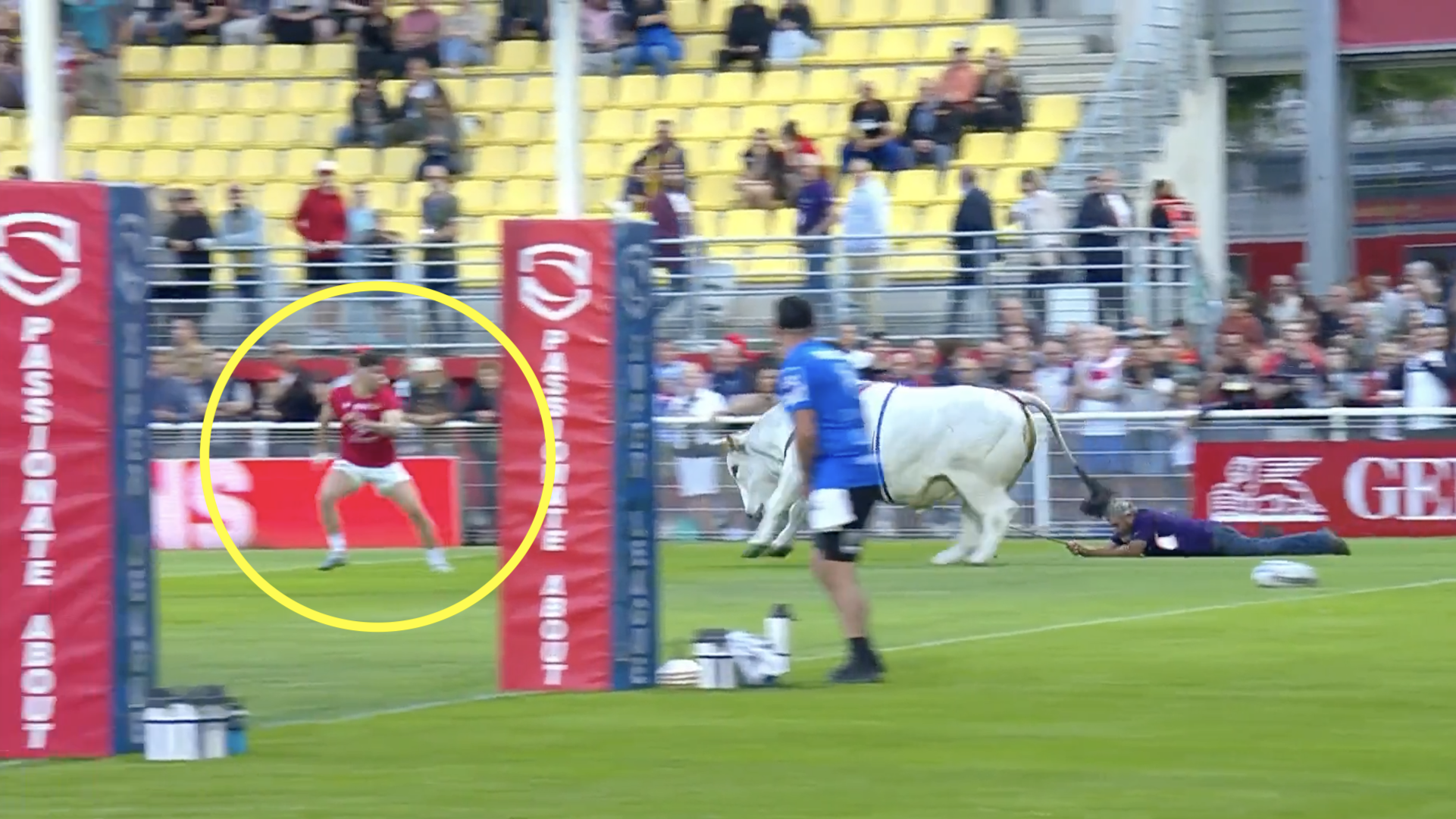 WATCH: Players run for their lives as raging bull breaks loose on field
